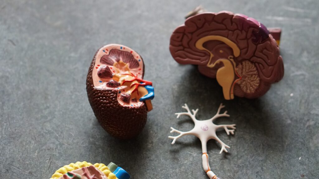 How Compensation Is Calculated for Brain Injuries